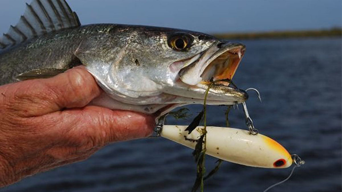 Best Bait for Trout Fishing - Grand Goldman